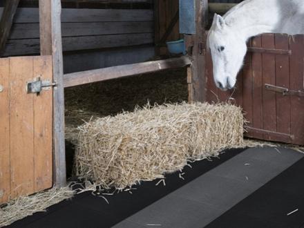 Tapis de bain Cheval brun dans l'écurie